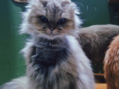 -猫亿天猫咖