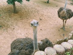 -石家庄市动物园