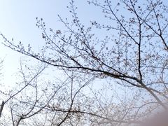 -顾村公园