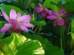 -永定河休闲森林公园