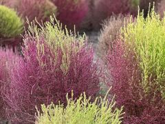 -春花秋色城市公园