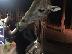-清迈夜间动物园
