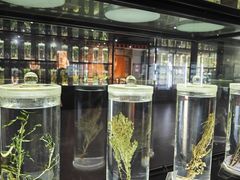 -广东中医药博物馆