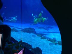 -烟台海昌鲸鲨海洋公园