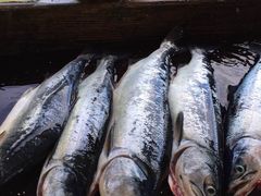 -Steveston Pizza Company (Richmond)