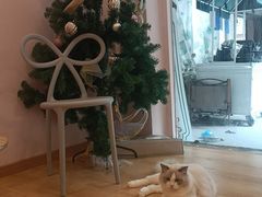 -猫咪派对(江南西店)