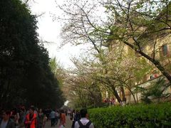 -武汉大学-樱园