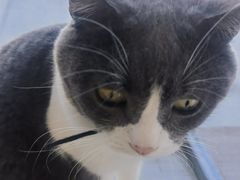 -藏猫猫咖啡主题馆(中央大道店)