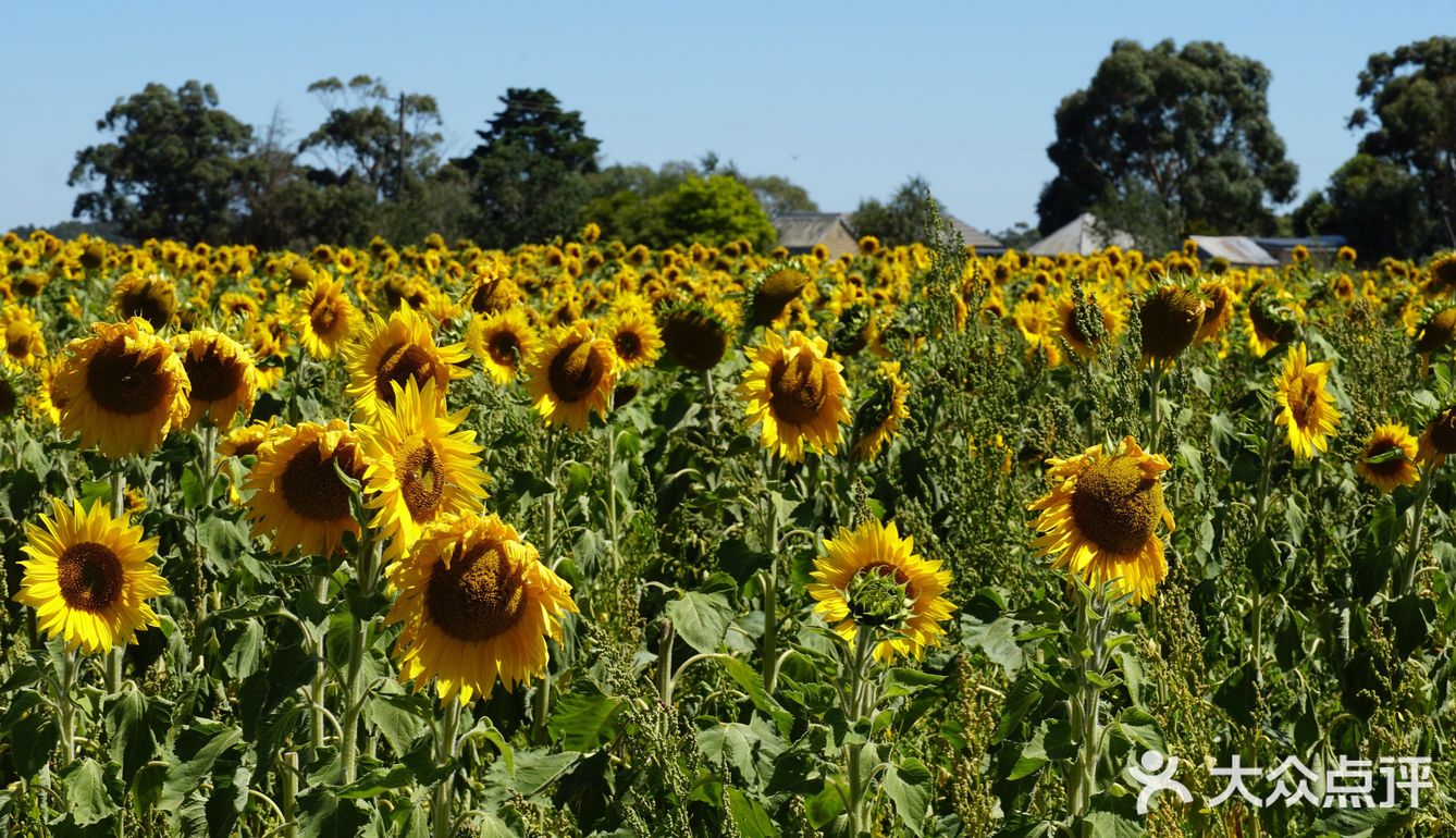 送你滿屏的笑臉pick your own sunflower