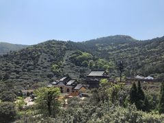 -树山生态村