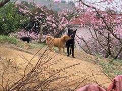 -杭州屏风山越野车营地·团建别墅轰趴民宿