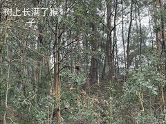 -黔灵山公园