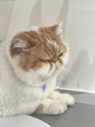 -蚂蚁造型俱乐部