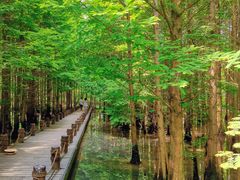 -桤木河湿地公园