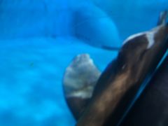 海象-正佳极地海洋世界
