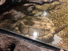 -暹罗海洋世界