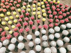 -南山植物园