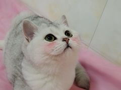 -喵zoo家庭繁育猫舍(尖东智能花园店)