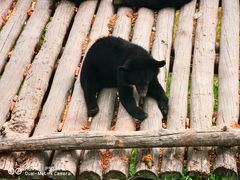 -黑瞎子岛探秘野熊园