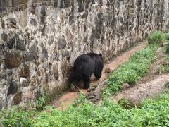 -都江堰中华大熊猫苑