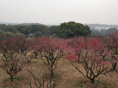 -无锡梅园公园
