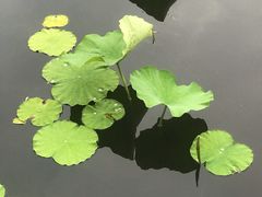 -莱西月湖公园