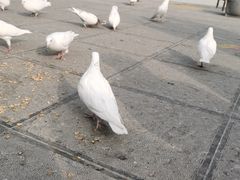 -西安大兴善寺