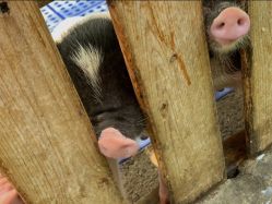 -萌宠亲子动物乐园(槐房万达店)