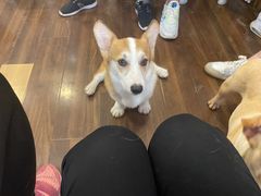 -柯斗斗主题餐厅·狗咖·围炉煮茶·茶饮(国瑞升平里店)