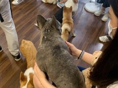 -柯斗斗主题餐厅·狗咖·围炉煮茶·茶饮(国瑞升平里店)