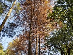 -燕晗山郊野公园