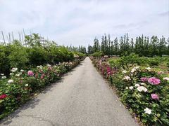 -上海长兴岛郊野公园