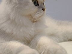 -爪爪喵星球·猫舍(前海卓越店)