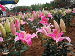 -松山湖南湖湾露营营地