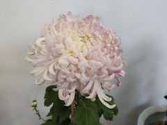 -杭州植物园