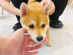 -柴犬小屋·柴餐厅·狗咖食堂(金鼎广场店)