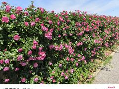 -上海滨江森林公园