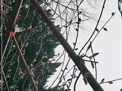 -嘉定紫藤园