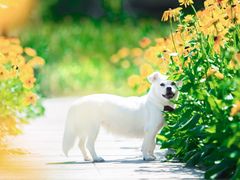 -北京恒爱动物医院(清景园分院)