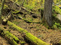 -五营红松林海景区