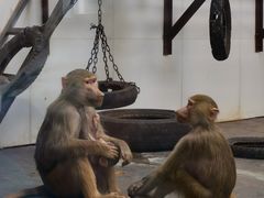 -西安秦岭野生动物园