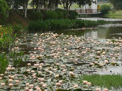 -东莞植物园