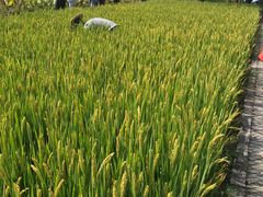 -溱湖国家湿地公园