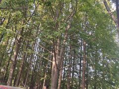 -八大关景区