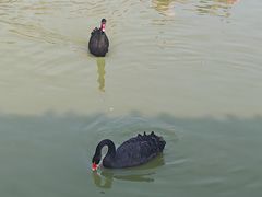 -无锡动物园·太湖欢乐园