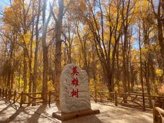-金塔沙漠胡杨林景区