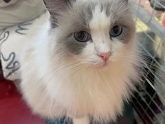 -和它·交个朋友·狗咖猫咖(爱琴海店)