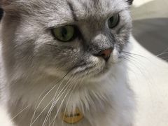 -藏猫猫咖啡主题馆(中央大道店)