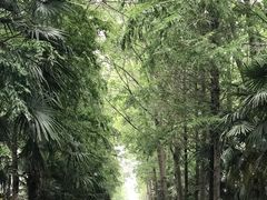 -合肥滨湖国家森林公园