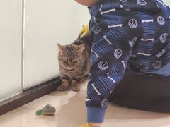 -三花喵·撸猫购宠·宠物生活馆(虹桥南丰城店)